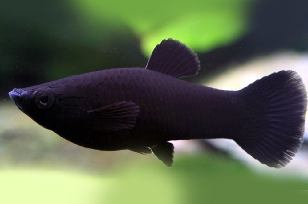 30-black-poecilia-sphenops - Colors Farm